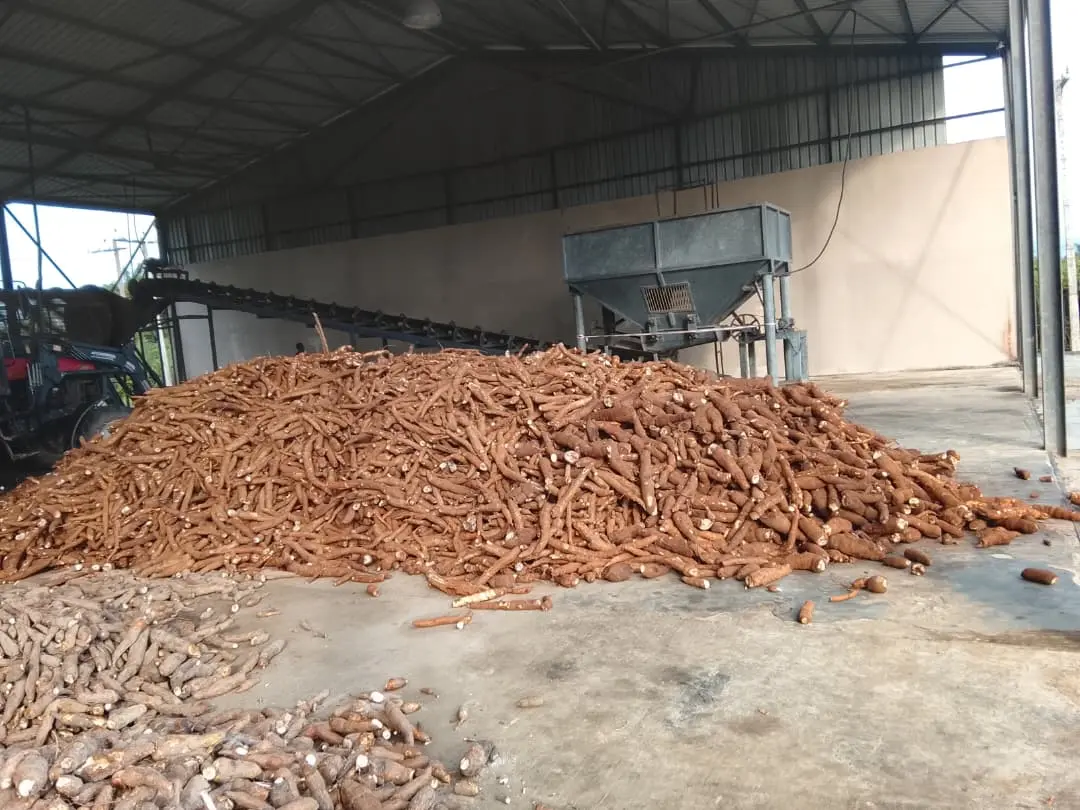 ARRIVAL OF CASSAVA TRUCK 10