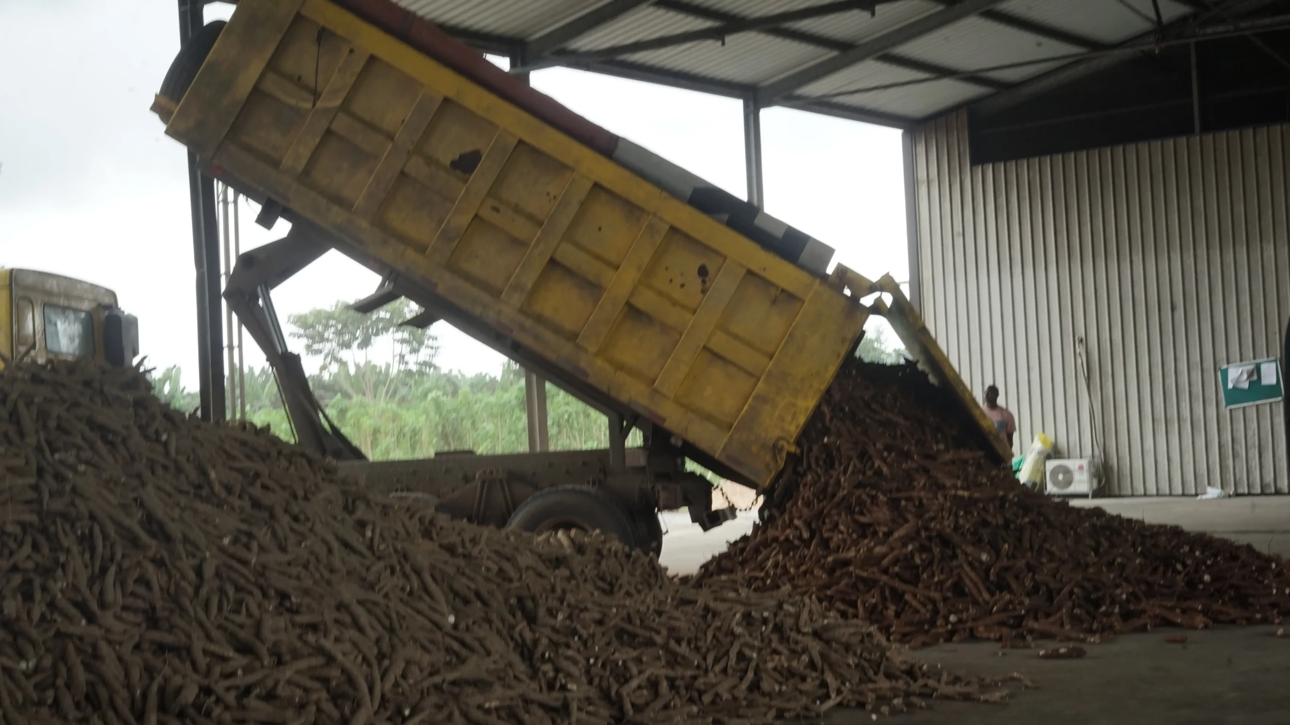 TRUCK TIPPING CASSAVA (1)ffgfg