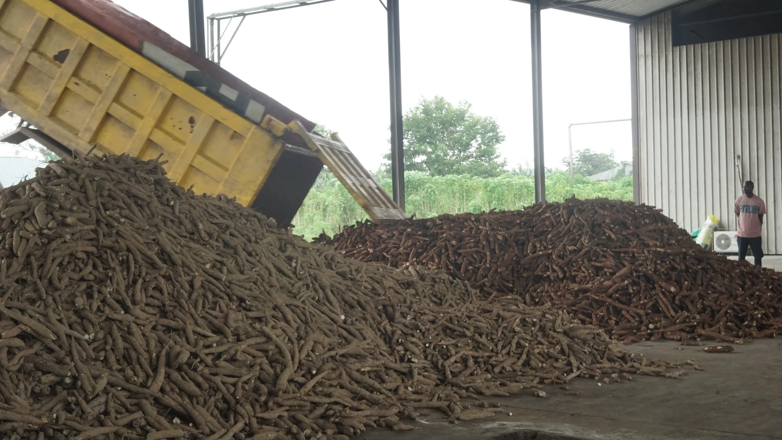 TRUCK TIPPING CASSAVA (2)ggg